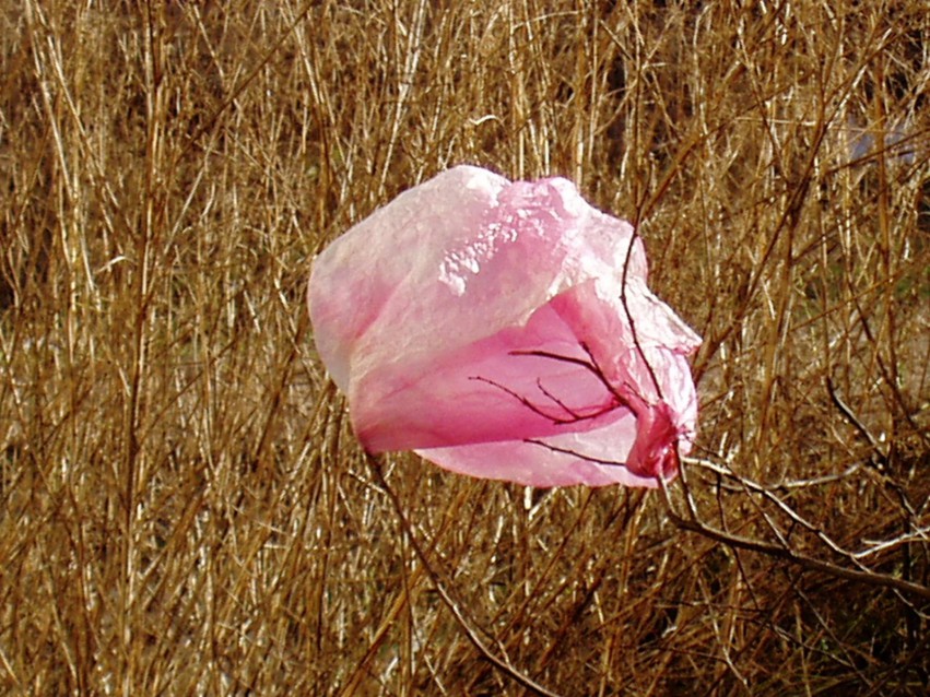 Rosa Rose 2004