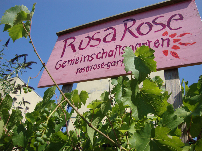 Rosa Rose Sommer